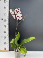 Ορχιδέα Phalaenopsis Bilbao - Image 2