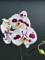 Ορχιδέα Phalaenopsis Bilbao