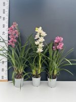 Προσφορά Cymbidium (3 φυτά) - Image 2