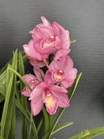 Προσφορά Cymbidium (3 φυτά) - Image 3