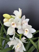 Προσφορά Cymbidium (3 φυτά) - Image 4