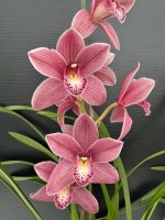 Προσφορά Cymbidium (3 φυτά) - Image 5