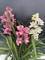 Προσφορά Cymbidium (3 φυτά)