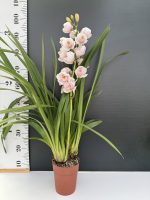 Cymbidium Awesome Era - Image 2
