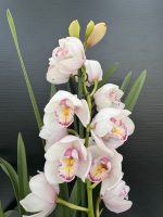 Cymbidium Awesome Era