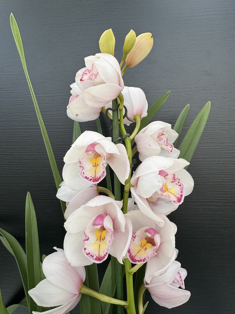 IMG_9404 Cymbidium Awesome Era - Image 1
