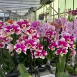 Orchids shop 1 • Ελληνικές Ορχιδέες • Μοναδικές ορχιδέες με στυλ και αρώματα!