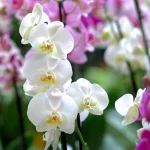 Orchids sxetika 4 • Ελληνικές Ορχιδέες • Μοναδικές ορχιδέες με στυλ και αρώματα!