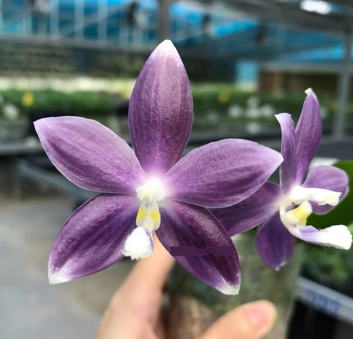 Phal. speciosa Purple Mountain Aroma 7cm • Ελληνικές Ορχιδέες • Μοναδικές ορχιδέες με στυλ και αρώματα!