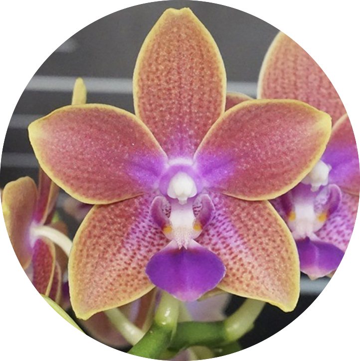 Phalaenopsis Golden Sand • Ελληνικές Ορχιδέες • Μοναδικές ορχιδέες με στυλ και αρώματα!