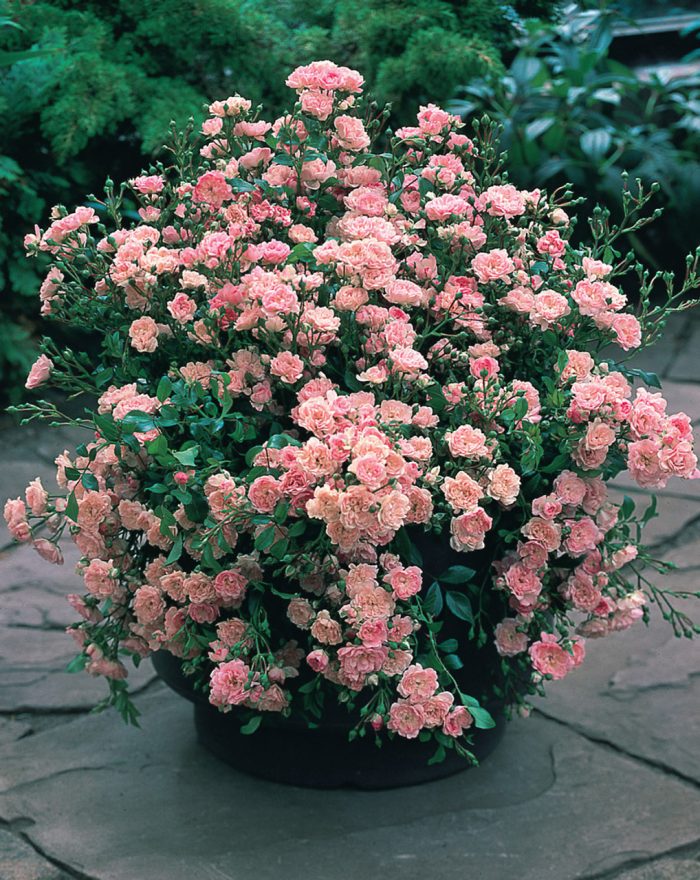 Rose The Fairy Pink 0001734 98266 • Ελληνικές Ορχιδέες • Μοναδικές ορχιδέες με στυλ και αρώματα!