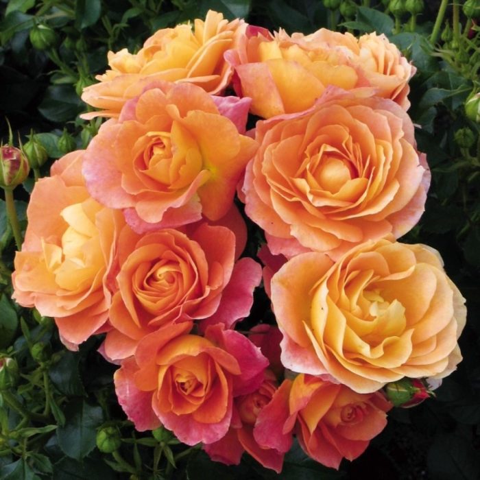 r20055 rose bonfire 750x750 1 • Ελληνικές Ορχιδέες • Μοναδικές ορχιδέες με στυλ και αρώματα!