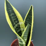 Sanseveria Superba