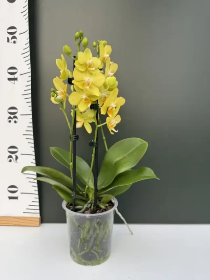 IMG 4635 &bull; Ελληνικές Ορχιδέες &bull; Μοναδικές ορχιδέες με στυλ και αρώματα!