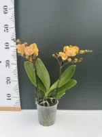 Ορχιδέα Phalaenopsis - Limpopo - Image 2