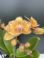 Ορχιδέα Phalaenopsis - Limpopo