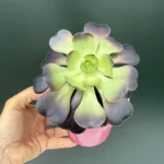 Aeonium Arboreum Rubra