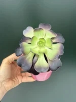 Aeonium Arboreum Rubra