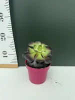 Aeonium Arboreum Rubra - Image 2