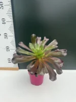 Aeonium Arboreum Rubra - Image 2