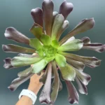 Aeonium Arboreum Rubra