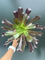 Aeonium Arboreum Rubra