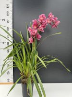 Ορχιδέα Cymbidium - Pretty Pink (Big flower) - Image 2