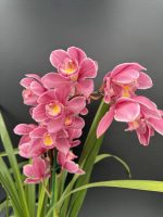 Ορχιδέα Cymbidium - Pretty Pink (Big flower)