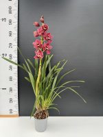 Oρχιδέα Cymbidium - Red December - Image 2