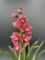 Oρχιδέα Cymbidium - Red December