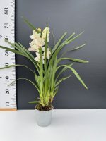 Ορχιδέα Cymbidium - Princess Nabuku - Image 2