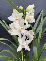 Ορχιδέα Cymbidium - Princess Nabuku