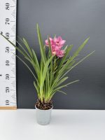 Ορχιδέα Cymbidium - Wild Simono - Image 2