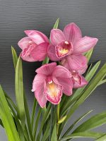 Ορχιδέα Cymbidium - Wild Simono