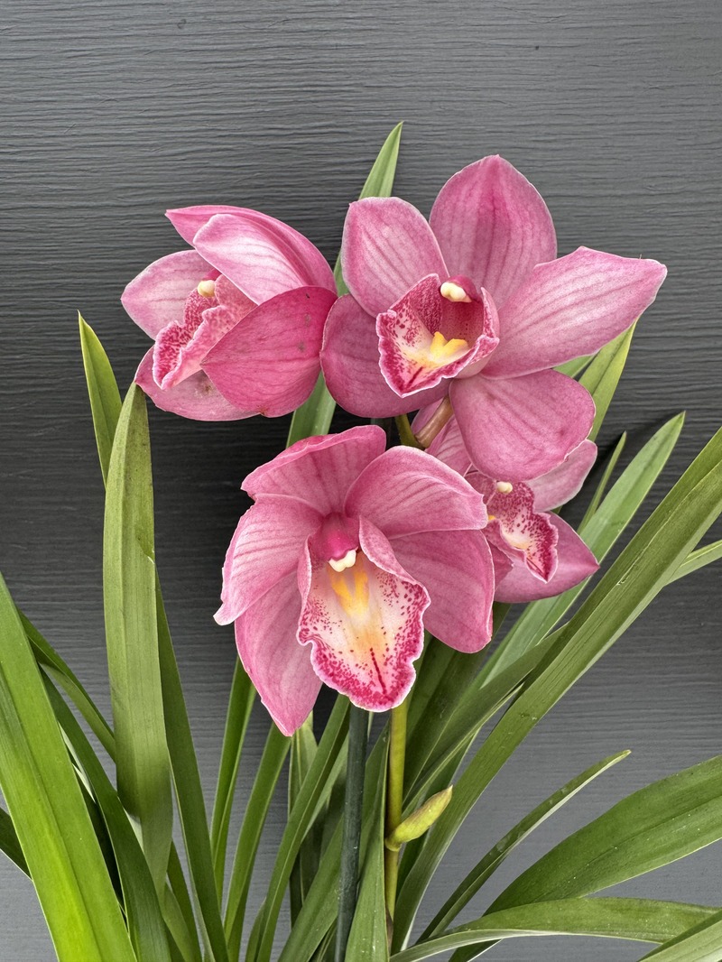 IMG_9276.HEIC Ορχιδέα Cymbidium - Wild Simono - Image 1