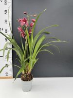 Ορχιδέα Cymbidium - Jolly Red - Image 2
