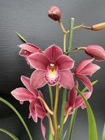 Ορχιδέα Cymbidium - Jolly Red