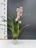 Ορχιδέα Cymbidium - Lady Brazil - Image 2
