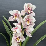 Ορχιδέα Cymbidium - Lady Brazil