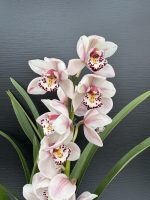 Ορχιδέα Cymbidium - Lady Brazil