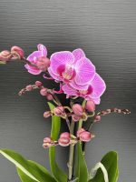 Ορχιδέα Phalaenopsis MF Happiness Pink 2st.
