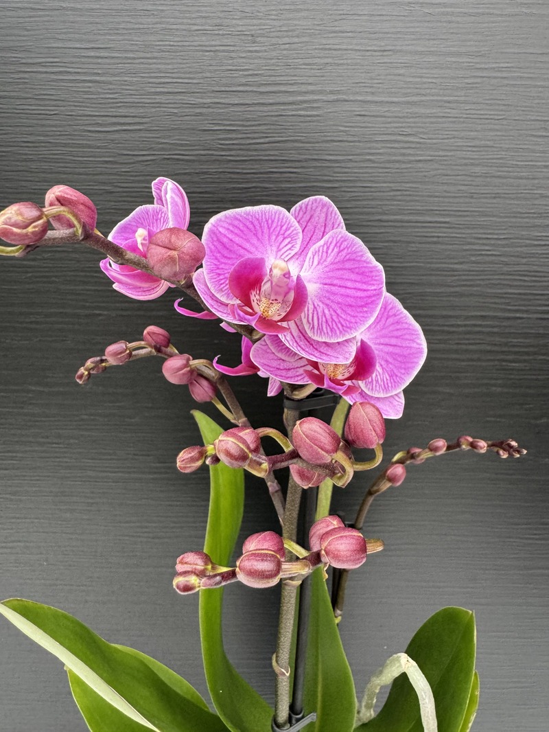 IMG_9289.HEIC Ορχιδέα Phalaenopsis MF Happiness Pink 2st. - Image 1