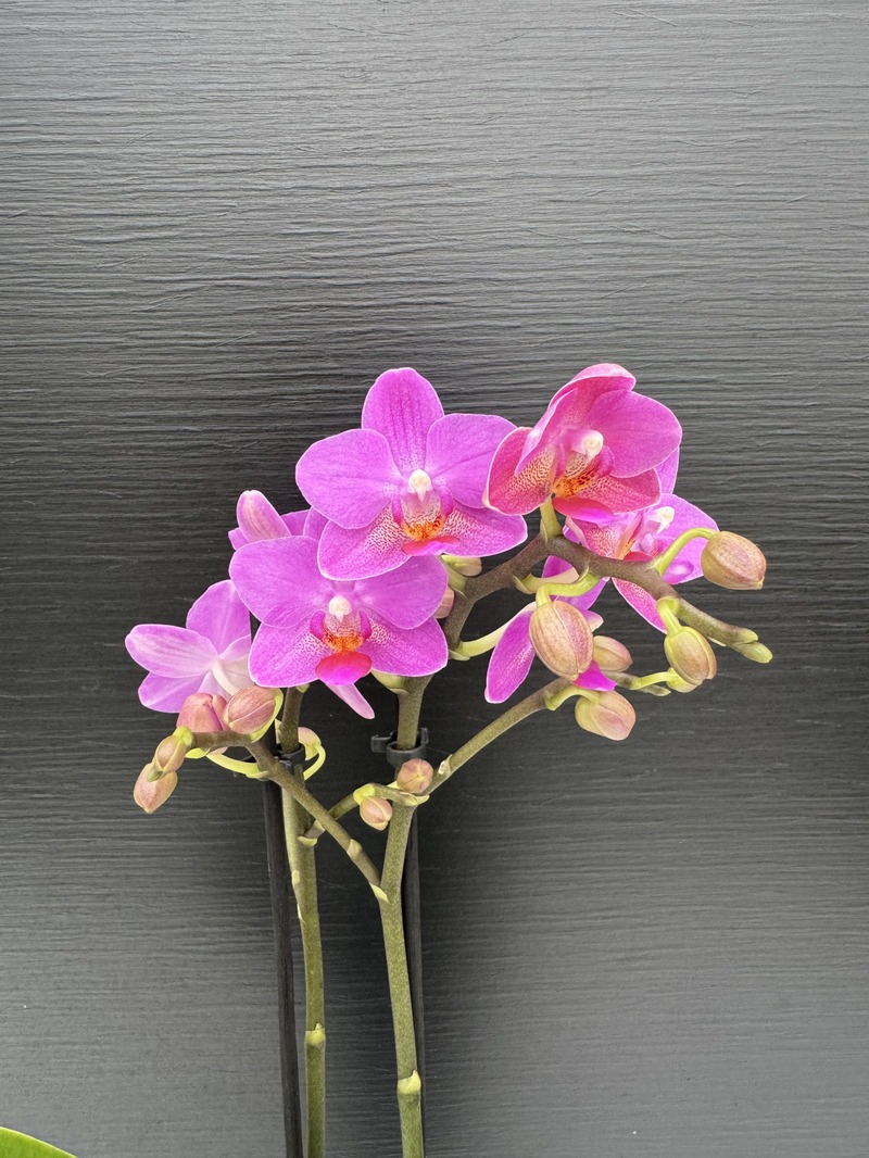 IMG_9291.HEIC Ορχιδέα Phalaenopsis - MF Purple - Image 1