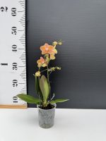 Ορχιδέα Phalaenopsis - MF Orange Velvet 2st. - Image 2