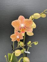 Ορχιδέα Phalaenopsis - MF Orange Velvet 2st.