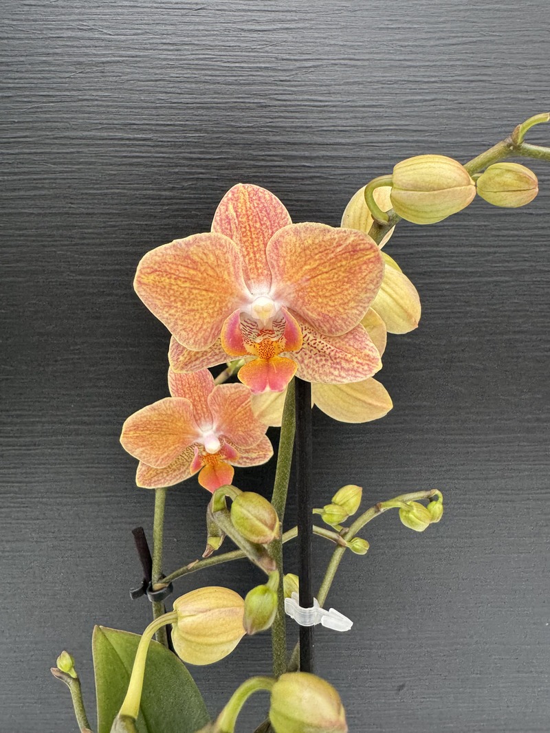 IMG_9293.HEIC Ορχιδέα Phalaenopsis - MF Orange Velvet 2st. - Image 1