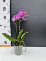 Ορχιδέα Phalaenopsis - MF Purple - Image 2