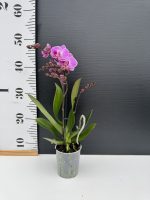 Ορχιδέα Phalaenopsis MF Happiness Pink 2st. - Image 2