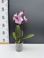 Ορχιδέα Phalaenopsis - MF Light Pink - Image 2