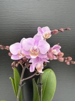 Ορχιδέα Phalaenopsis - MF Light Pink